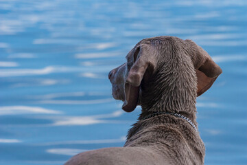 Outdoor portrait of a purebred Weimaraner pupy during holidays by a river. The young dog in water after a long walk in the forest. Young Weimaraner in a river in a wild place.