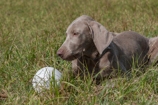 Outdoor portrait of a purebred Weimaraner pupy playing with a ball.  Close up portrait of a young Weimaraner lying in a park. A young, beautiful, silver blue gray Weimaraner purebred dog portrait