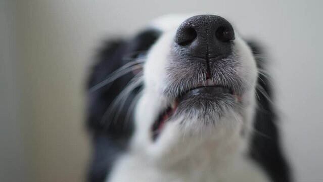 Dangerous angry dog. Aggressive puppy dog border collie baring teeth fangs looking aggressive dangerous. Guardian growling scary dog ready for attack. Pet infected by rabies.