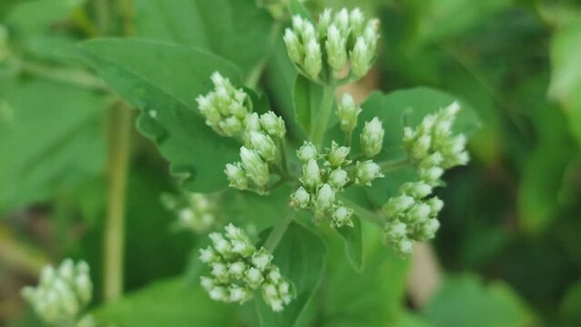 balacasida flower