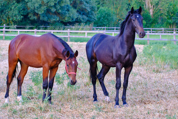 Two horses standing in a field.