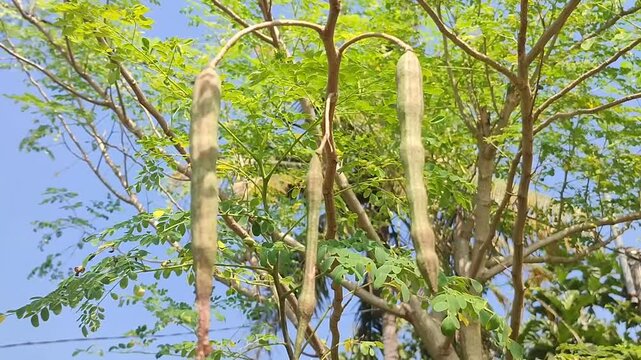 Moringa tree