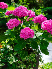 beautiful blooming pink hydrangea in the city park