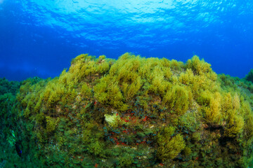 brown algae on the reef