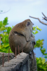 Obraz premium Monkeys hugging