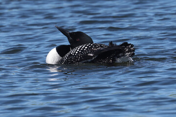 Loon preening and splashing and flapping