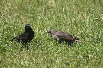 Parent feeding baby European Starling on lawn