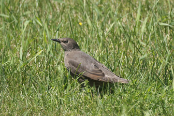 Parent feeding baby European Starling on lawn