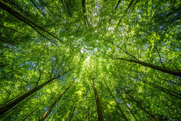 Fototapeta premium The forest canopy lets sunlight filter through, making a peaceful environment in the lush woodland