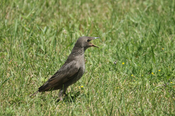 Parent feeding baby European Starling on lawn
