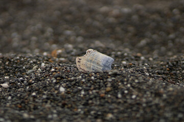 close up of a seashell