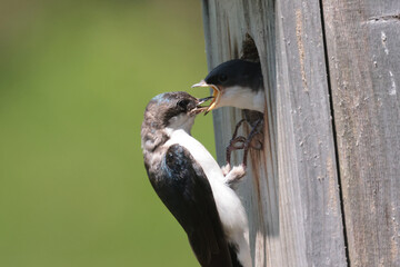 Tree Swallow pair working veyr hard to feed chicks in nesting box on sunny summer day
