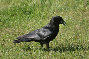 Crow on lawn in summer sun
