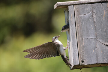Tree Swallow pair working veyr hard to feed chicks in nesting box on sunny summer day