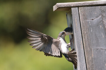 Tree Swallow pair working veyr hard to feed chicks in nesting box on sunny summer day