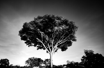 Obraz premium Giant Brazilian tree standing out in the forest. Black and white for fine art room decoration