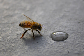 bee on the ground