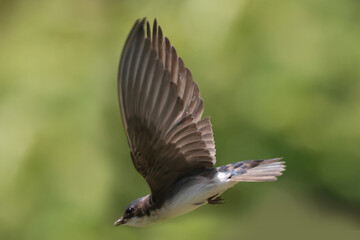 Tree Swallow pair working veyr hard to feed chicks in nesting box on sunny summer day