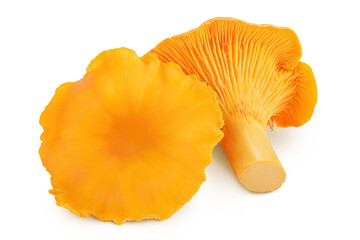 Chanterelle mushroom isolated on a white background