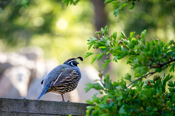 a bird perched on a wooden fence with a tree