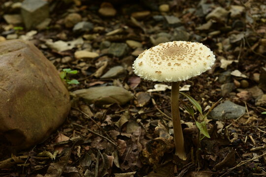 Wild mushroom growing on the forest ground in the Sahyadri mountains, India
