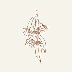 Hand drawn Australian native eucalyptus branch © Maria