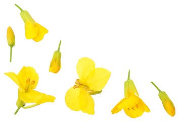 Rapeseed flowers isolated on white background, Top view with copy space for your text. Flat lay