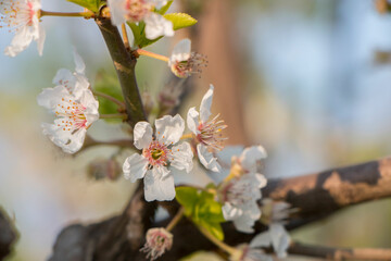 cherry tree blossom