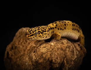 leopard gecko on a rock