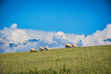 Sheep x Blue Sky