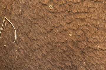 European bison (Bison bonasus), also known as the wisent. Close-up of bull hair.