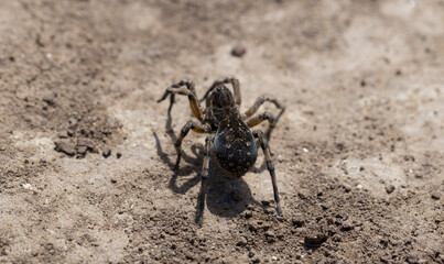 Lycosa is a genus of wolf spiders. (Lycosa singoriensis). A female insect in its natural habitat.