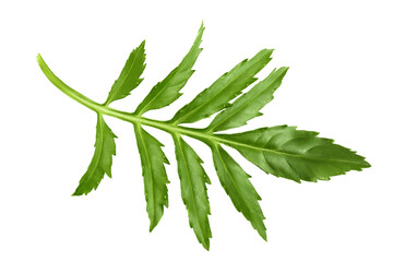 leaf of marigold or tagetes erecta flower isolated on white background. Top view. Flat lay