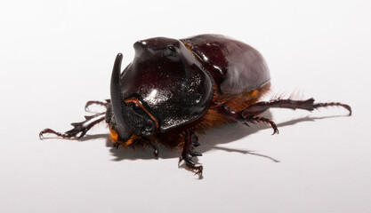 European rhinoceros beetle (Oryctes nasicornis) is a large flying beetle belonging to the subfamily Dynastinae. Imago, a male insect.