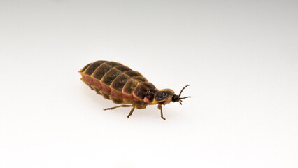 Lampyridae Lampyris noctiluca the common glow-worm Europe. Female Firefly.