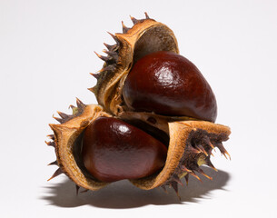 Mature horse chestnut fruits with a peel on a white background.  Aesculus, buckeye.