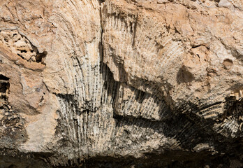 Fossil corals of the Red Sea. Ancient creatures, turned into stone. Reef corals.