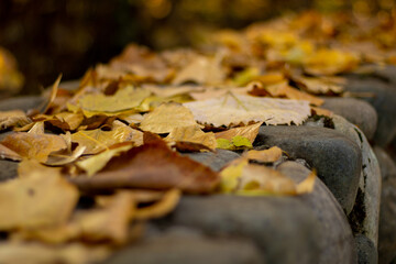 fallen autumn leaves