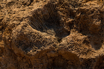 Fossil corals of the Red Sea. Ancient creatures, turned into stone. Reef corals.