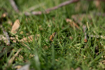bee in the grass