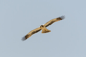 Booted Eagle Hieraaetus pennatus in flight