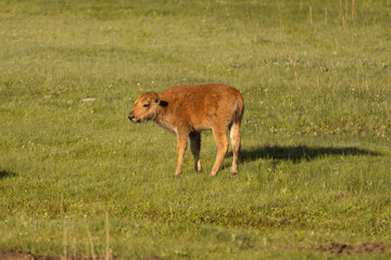 baby bison