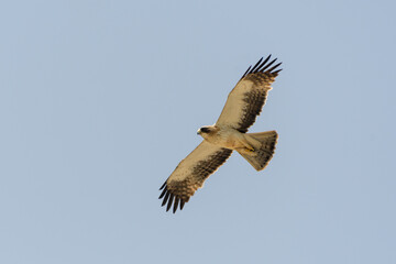 Booted Eagle Hieraaetus pennatus in flight