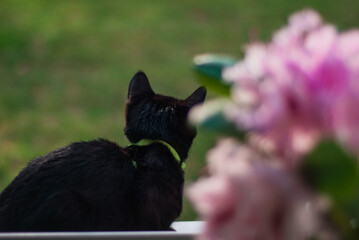 little black cat in the sunny summer light against the background of a rhododendron flower