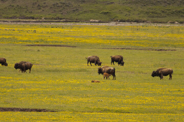 herd of buffalo