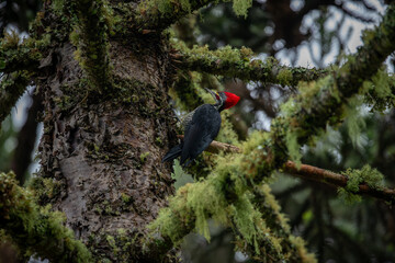 The lineated woodpecker (Dryocopus lineatus) on pine tree.