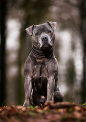 Fototapeta premium Staffordshire