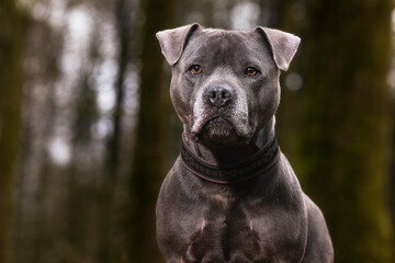 Obraz premium Staffordshire