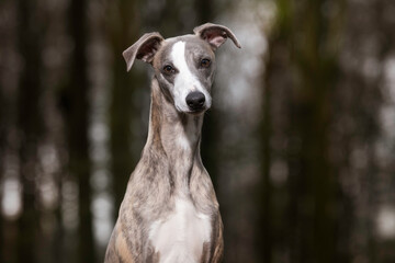 portrait of a dog