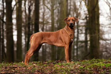Rhodesian Ridgeback